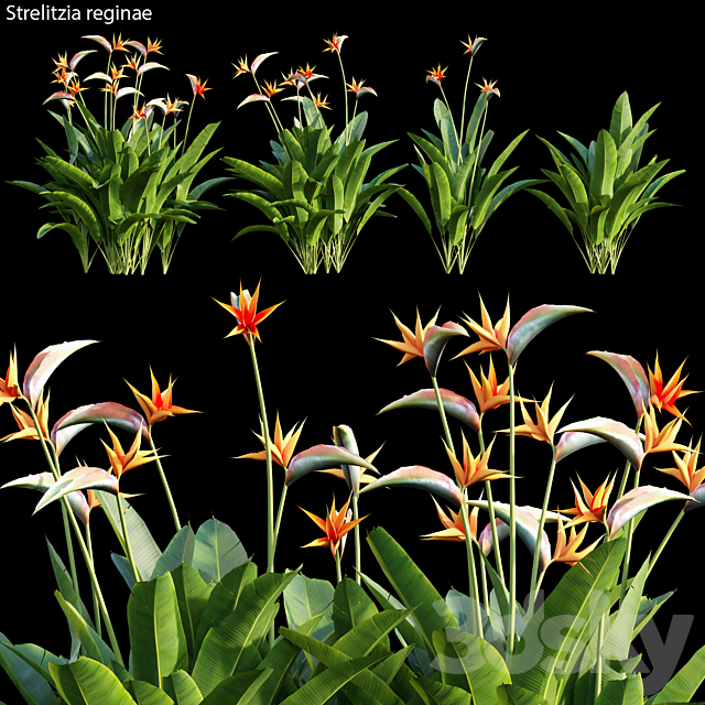 Strelitzia reginae 01 3DSMax File - thumbnail 1