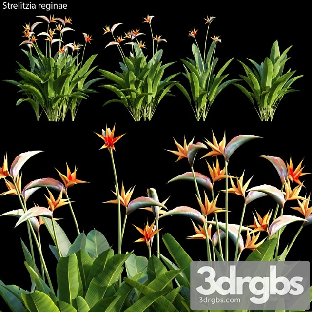 Strelitzia reginae 01 - thumbnail 1