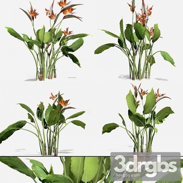 Strelitzia Reginae 3dsmax Download - thumbnail 1