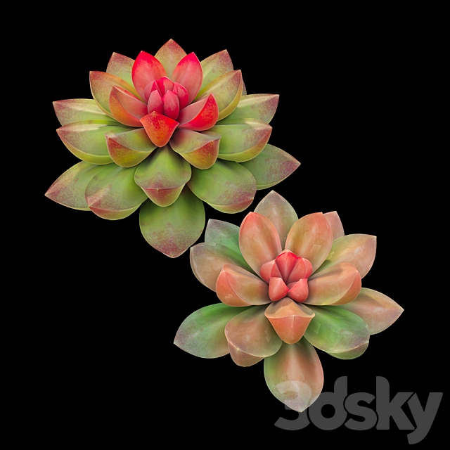 Succulent plants 02 3DS Max Model - thumbnail 2