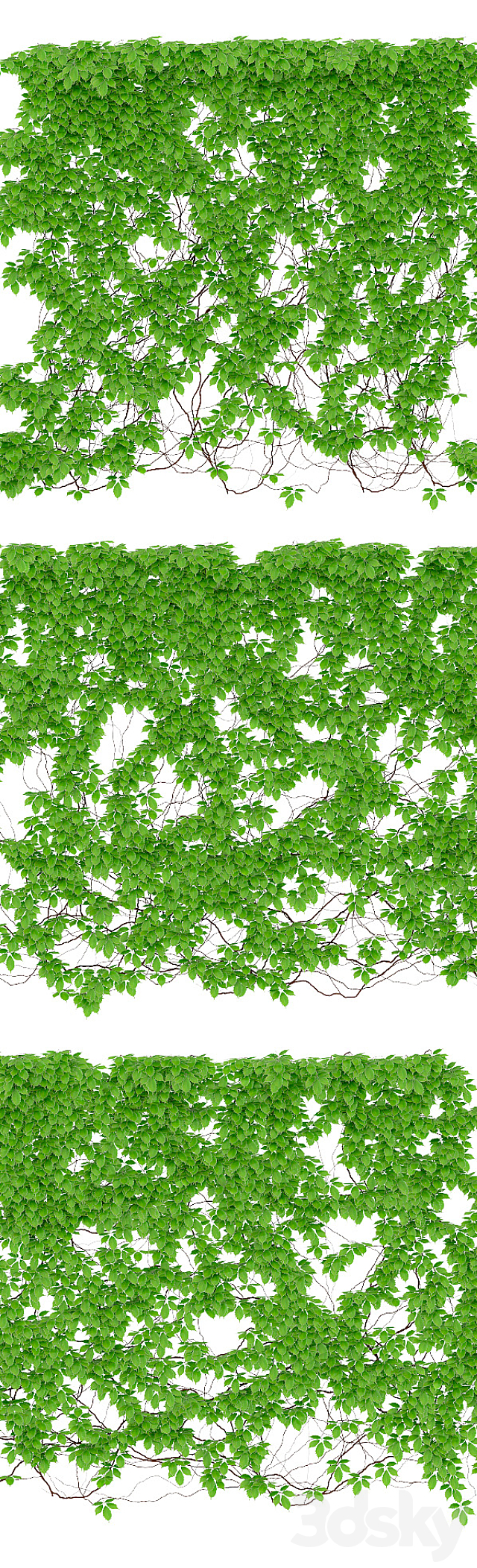 The leaves are a girl’s grapes. 6 sizes. v2 3DSMax File - thumbnail 2