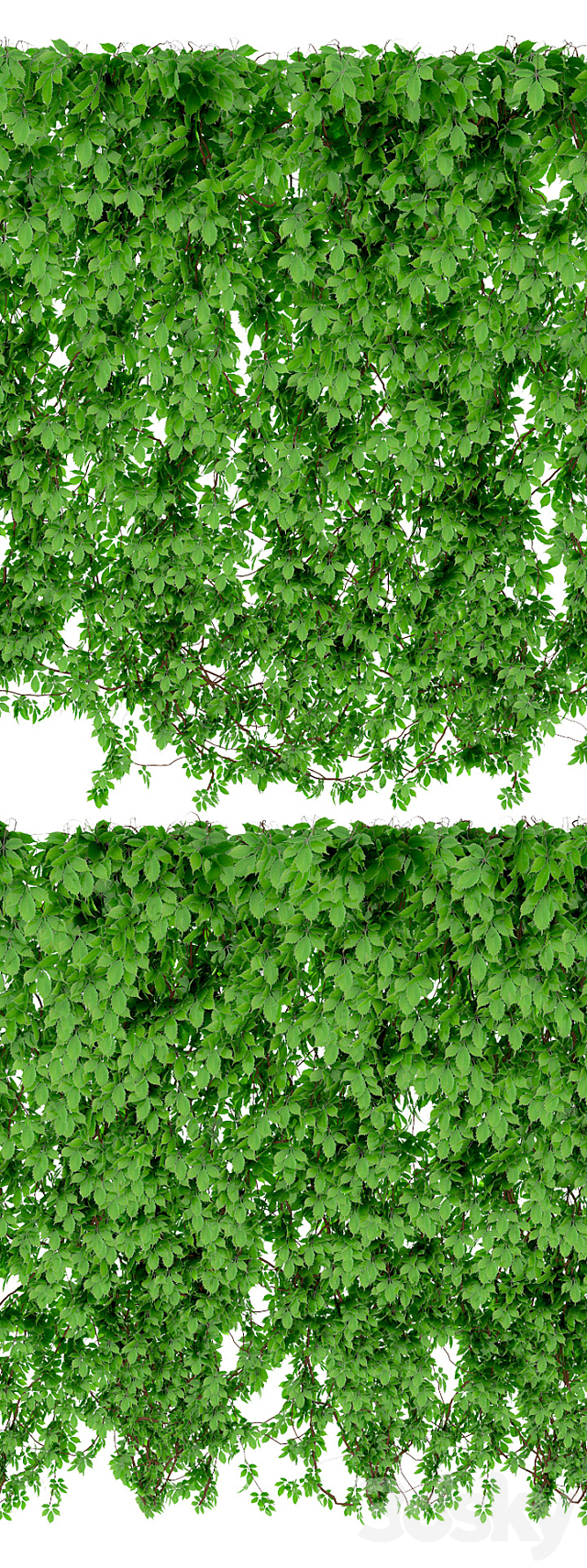 The wall of a girl’s grapes. 2 types 3DSMax File - thumbnail 2