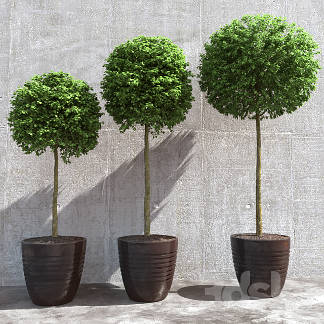 Three trees in pots 3DSMax File - thumbnail 1