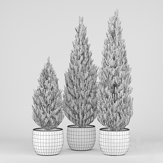 Thuja 3DS Max Model - thumbnail 2