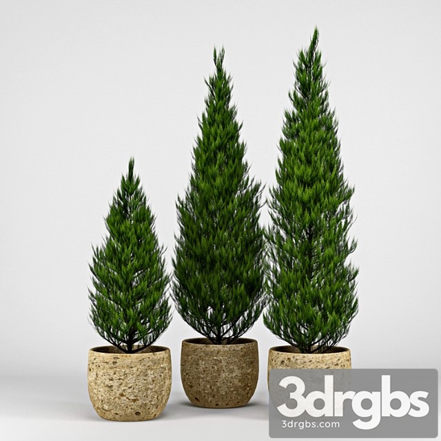 Thuja 3dsmax Download - thumbnail 1