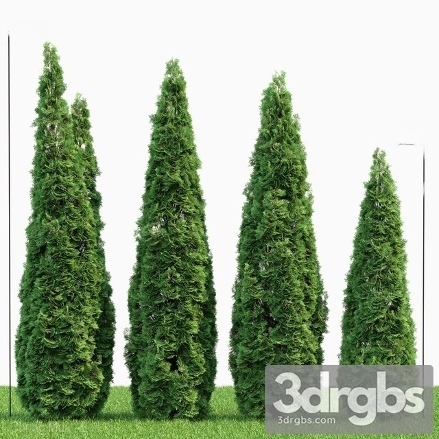 Thuja Danica 2 3dsmax Download - thumbnail 1