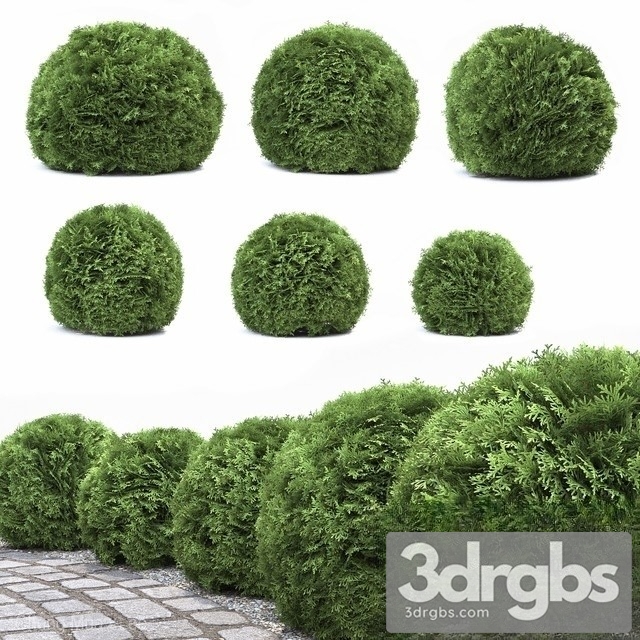 Thuja Danica 3dsmax Download - thumbnail 1