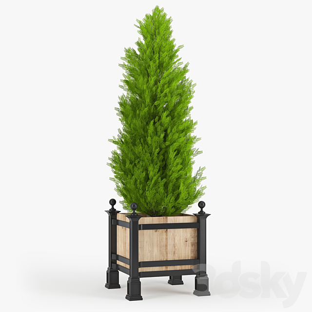 Thuja_3 3DSMax File - thumbnail 1