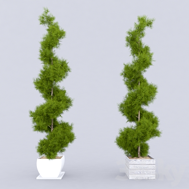 Thuja_plicata_001 3ds Max - thumbnail 1