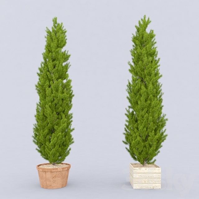 Thuja_plicata_002 3DSMax File - thumbnail 1