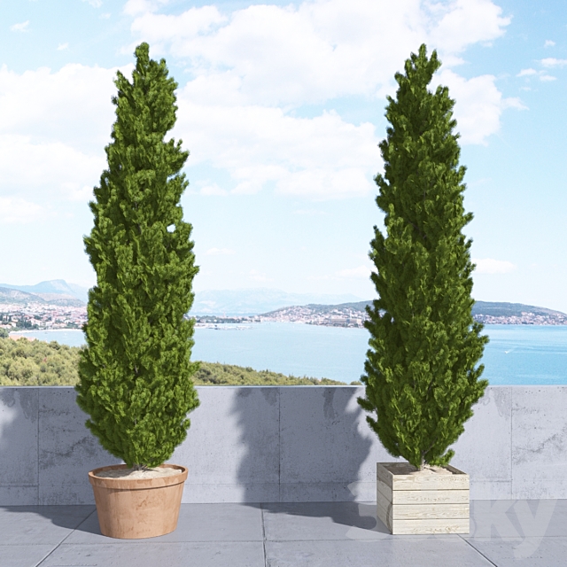 Thuja_plicata_002 3DSMax File - thumbnail 2