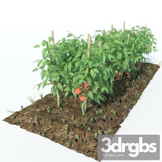 Tomato Garden 3dsmax Download - thumbnail 1