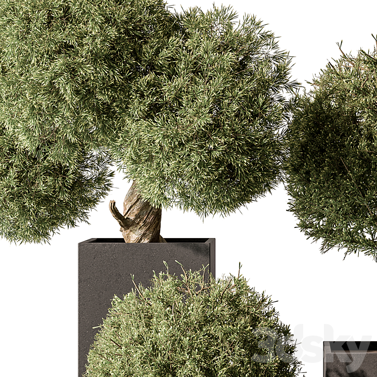 Topiary Plant in Box – Outdoor Plants 445 3DS Max Model - thumbnail 2