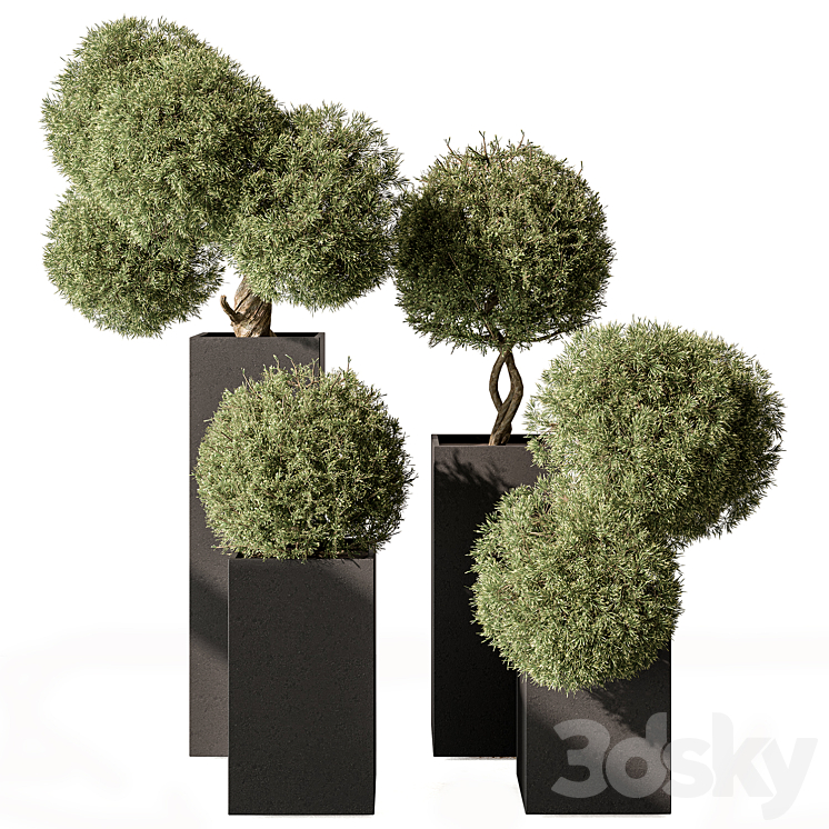 Topiary Plant in Box – Outdoor Plants 445 3DS Max - thumbnail 1