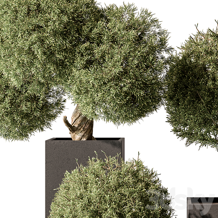 Topiary Plant in Box – Outdoor Plants 445 3DS Max - thumbnail 2