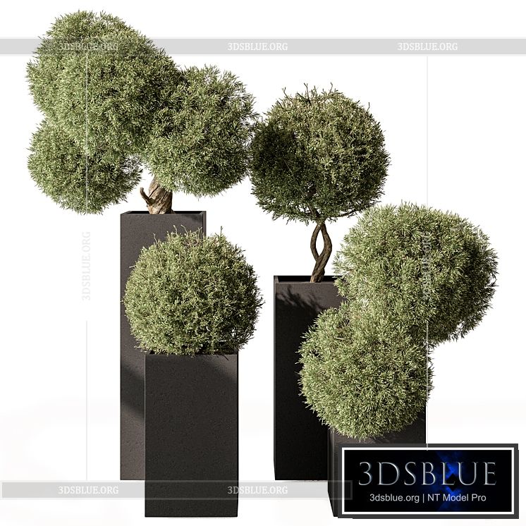 Topiary Plant in Box – Outdoor Plants 445 3DS Max - thumbnail 3