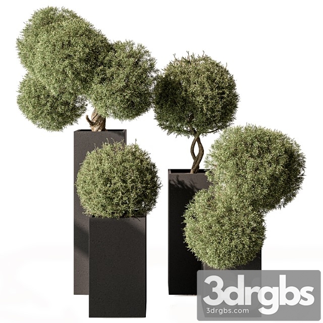 Topiary plant in box – outdoor plants 445 - thumbnail 1