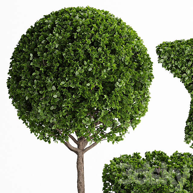 Topiary Trees 001 3DS Max Model - thumbnail 4