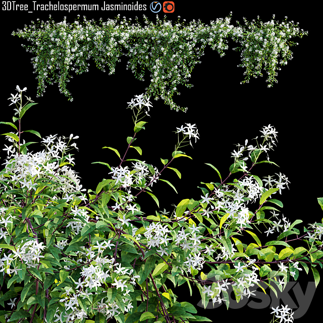 Trachelospermum Jasminoides | Star jasmine creeper 3ds Max - thumbnail 1