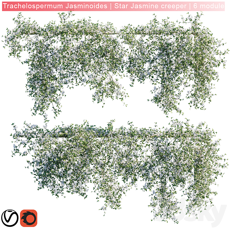 Trachelospermum Jasminoides | Star Jasmine creeper | 6 module 3DS Max - thumbnail 1