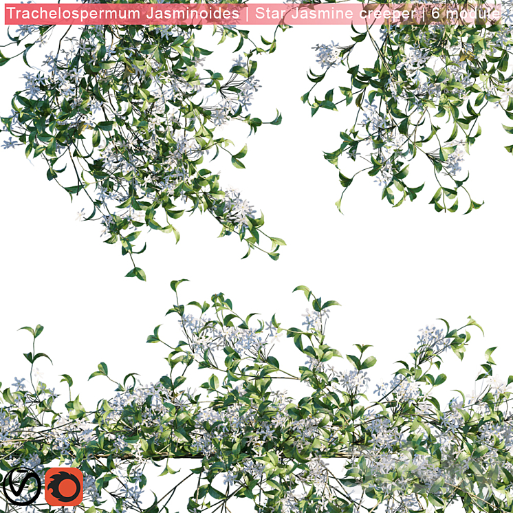 Trachelospermum Jasminoides | Star Jasmine creeper | 6 module 3DS Max - thumbnail 2