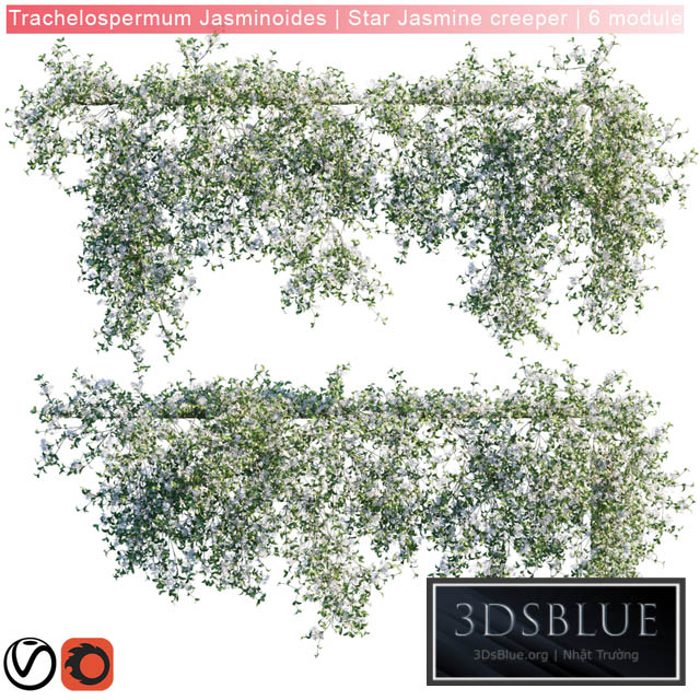 Trachelospermum Jasminoides | Star Jasmine creeper | 6 module 3DS Max - thumbnail 3