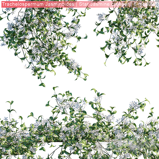 Trachelospermum Jasminoides | Star Jasmine creeper | 6 module 3DS Max Model - thumbnail 2