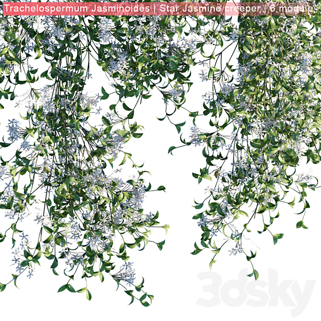 Trachelospermum Jasminoides | Star Jasmine creeper | 6 module 3DS Max Model - thumbnail 3