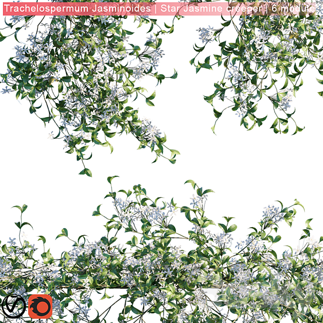 Trachelospermum Jasminoides | Star Jasmine creeper | 6 module 3DSMax File - thumbnail 2