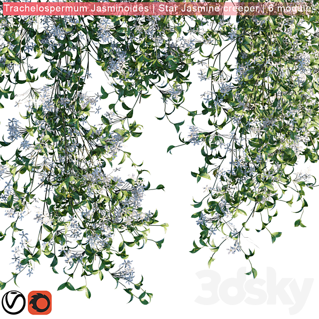 Trachelospermum Jasminoides | Star Jasmine creeper | 6 module 3DSMax File - thumbnail 3