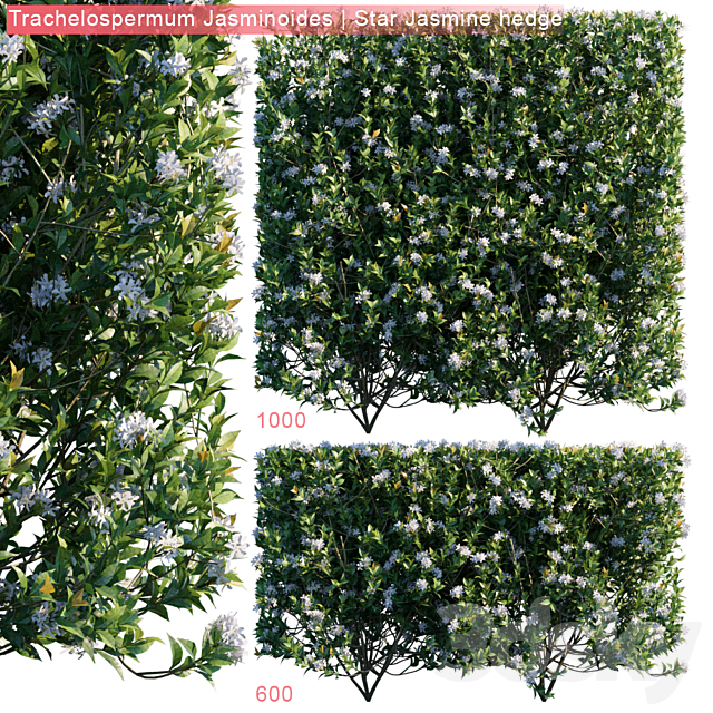 Trachelospermum Jasminoides | Star jasmine hedge 3ds Max - thumbnail 1