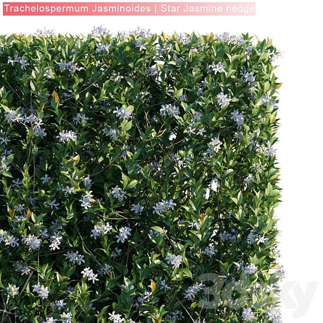 Trachelospermum Jasminoides | Star jasmine hedge 3ds Max - thumbnail 2