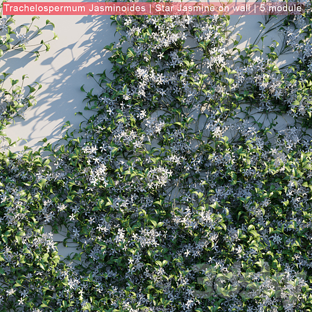 Trachelospermum Jasminoides | Star Jasmine on wall 3DS Max Model - thumbnail 2