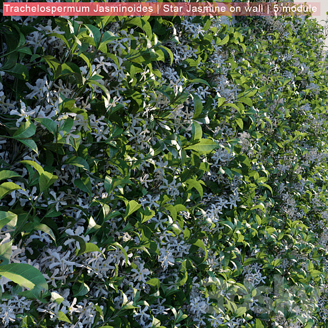 Trachelospermum Jasminoides | Star Jasmine on wall 3DS Max Model - thumbnail 3