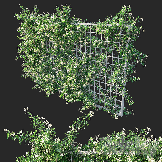 Trachelospermum Star Of Toscane _Star Jasmine 02 3ds Max - thumbnail 1