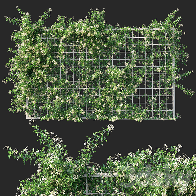 Trachelospermum Star Of Toscane _Star Jasmine 02 3ds Max - thumbnail 2