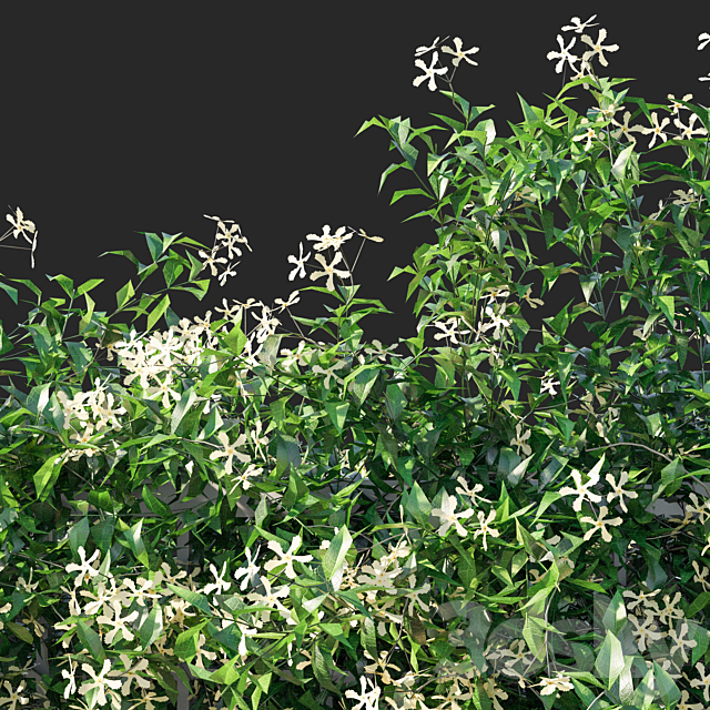 Trachelospermum Star Of Toscane _Star Jasmine 02 3ds Max - thumbnail 3