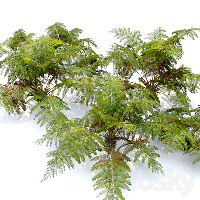 tree fern 04 3DS Max Model - thumbnail 2