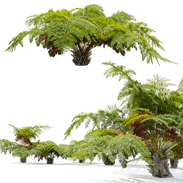 tree fern 04 3DS Max Model - thumbnail 3