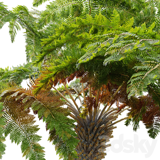 tree fern 04 3DS Max Model - thumbnail 4