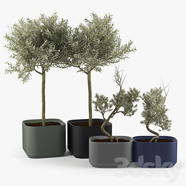 Urbilis Olive Tree 3ds Max - thumbnail 1