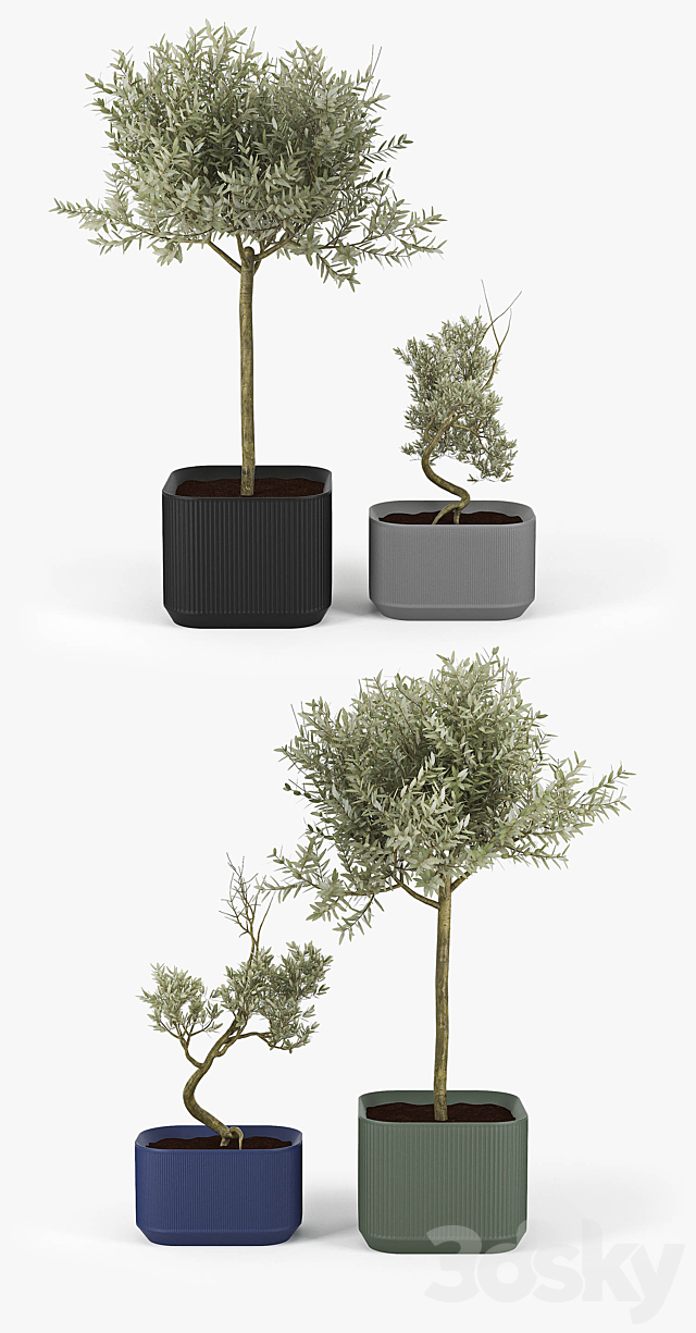 Urbilis Olive Tree 3ds Max - thumbnail 2