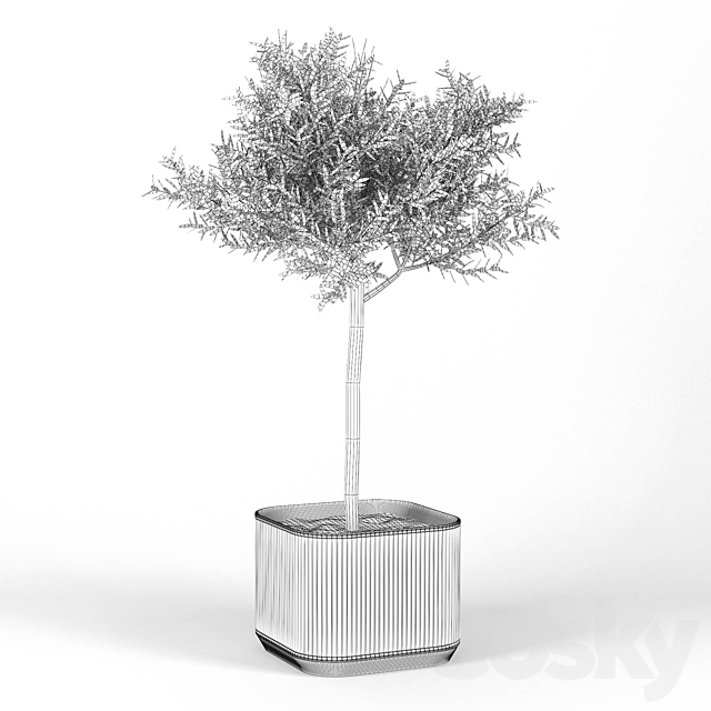 Urbilis Olive Tree 3ds Max - thumbnail 3