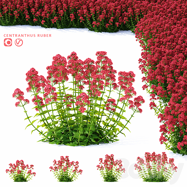 Valerian red flowers | Centranthus ruber 3ds Max - thumbnail 1