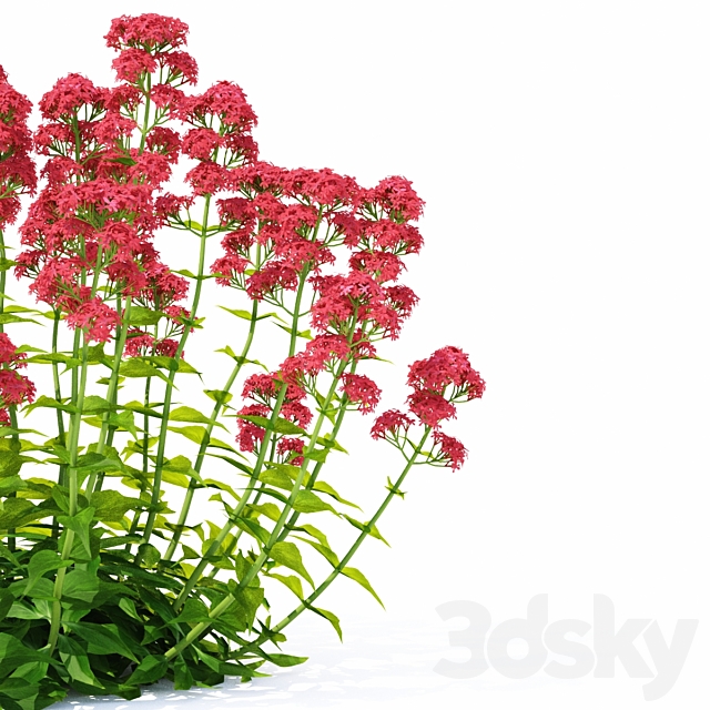 Valerian red flowers | Centranthus ruber 3ds Max - thumbnail 2