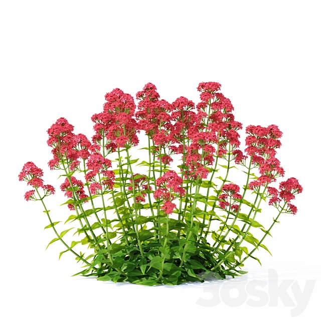 Valerian red flowers | Centranthus ruber 3ds Max - thumbnail 3