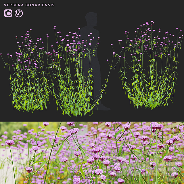 Verbena bonar flowers | Verbena bonariensis 3ds Max - thumbnail 1