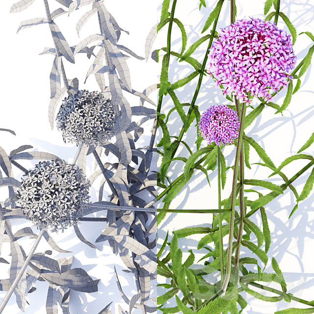 Verbena bonar flowers | Verbena bonariensis 3ds Max - thumbnail 2