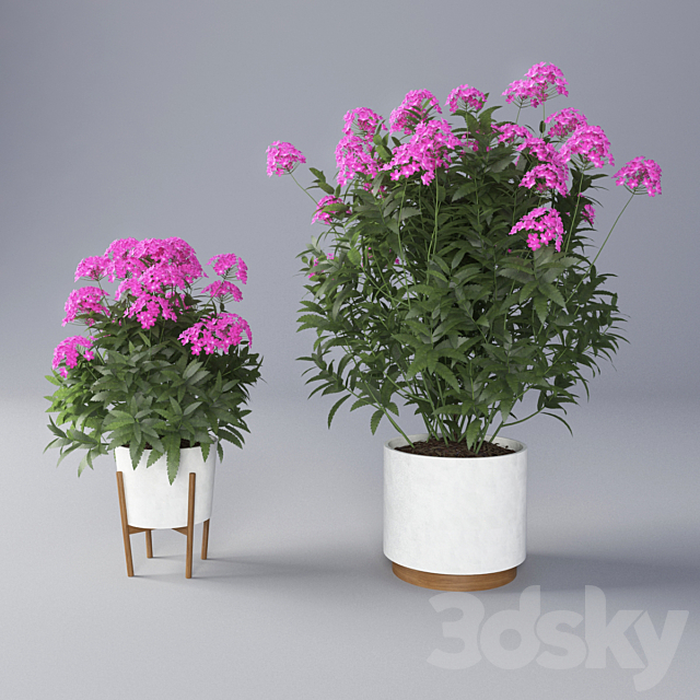 Verbena Flower 3DSMax File - thumbnail 1