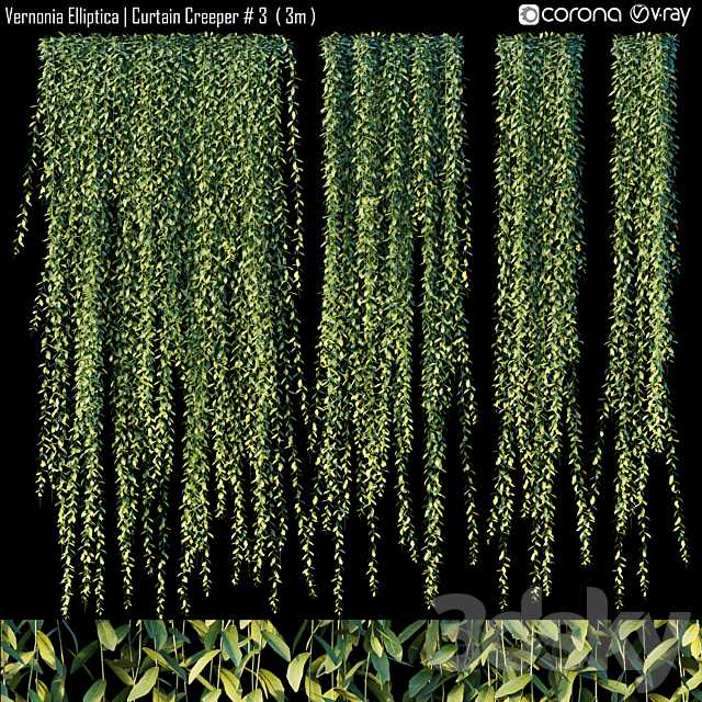 Vernonia Elliptica | Curtain Creeper # 3 (3m) 3DSMax File - thumbnail 1